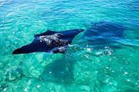 Borneo Derawan, manta rays